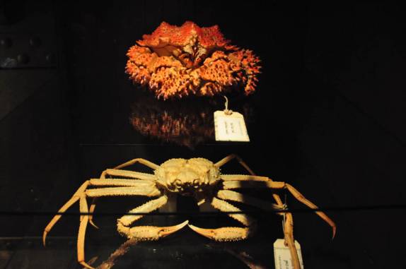 Gigantescos carangueijos expostos no Royal BC Museum, em Victoria, capital da British Columbia, no oeste do Canadá